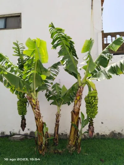 2 Camere Splendida casa vacanze in Tenerife del Sur Casa Trilly — foto 11