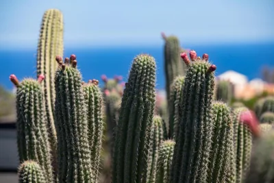 5 Suites Lanzarote — 照片 11