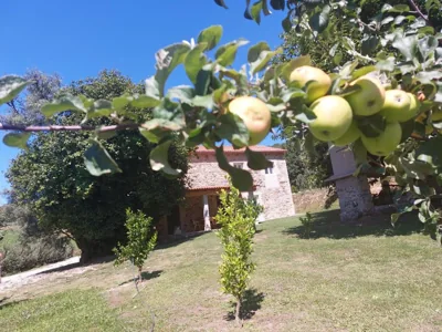 A Quinta Das Maceiras — photo 11