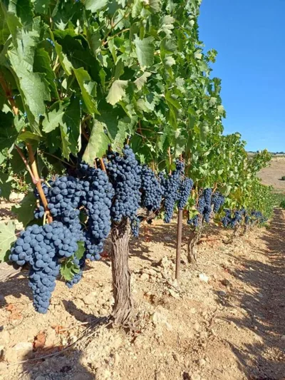 ALBERGUE HOSTING DUERO — foto 6