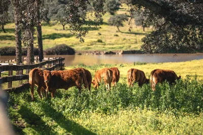 Alojamiento Rural Finca Barral — foto 8