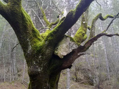 Alojamientos Rurales La Hoz — foto 12