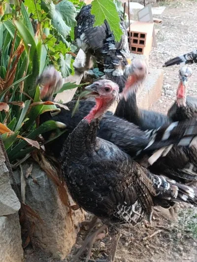 Apartamentos La Venta del Rome — foto 12