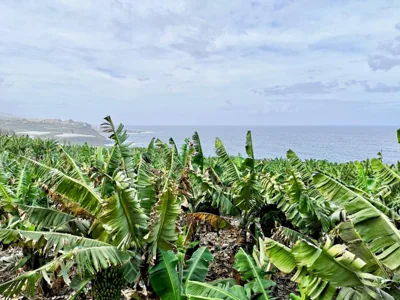 Banana Paradise — foto 5