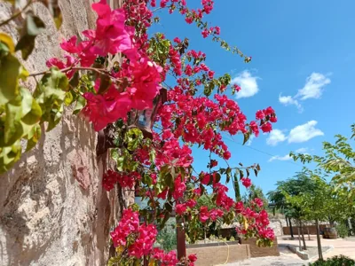 Camí Romà — foto 10