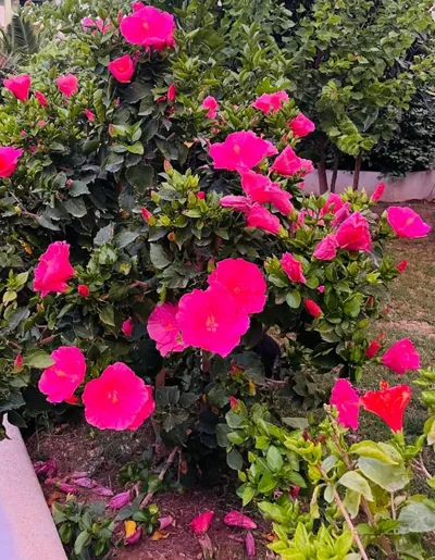 Can Mossènyer — foto 10