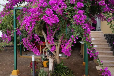 Casa Aloe — 写真 8