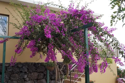 Casa Aloe — 写真 9