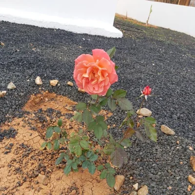 Casa Ana Perez — 写真 11