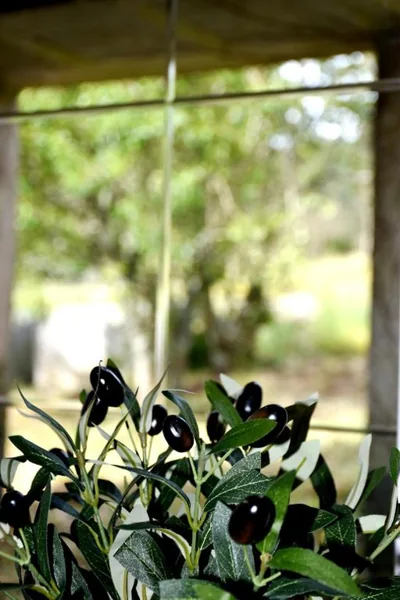 Casa Cal da Rosins — Foto 11
