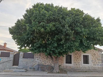 Casa con patio La Morera, Ávila — foto 12