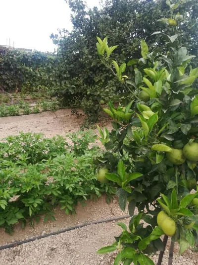 CASA CUEVA y CASITA RURAL EL PERUCHO — 照片 5