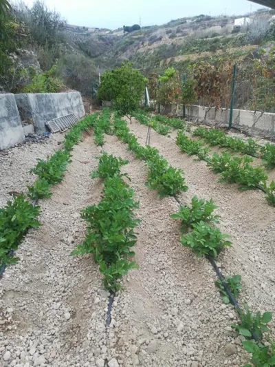 CASA CUEVA y CASITA RURAL EL PERUCHO — 照片 7