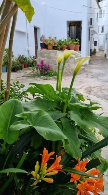 Casa Francisca en el casco antiguo — Foto 10