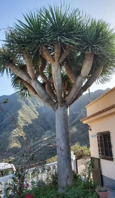 Casa Noni, Rural Escape in Taganana — photo 9
