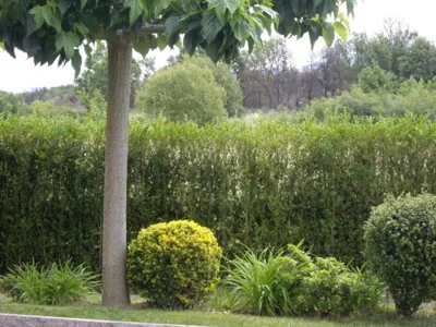 Casa Raposeira — Foto 11