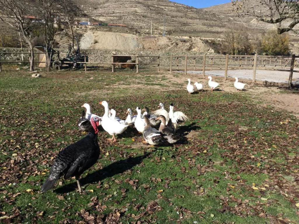 Huis met 1 slaapkamer — Casa Rural Concejos