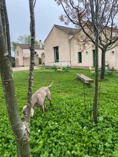 Casa Rural El Vihuelo — foto 10