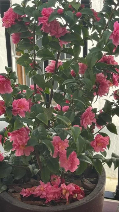 Casa Rural Las Camelias — foto 5