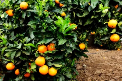 Casa Rural Tio Pedro — 写真 10