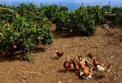 Casa Rural Tio Pedro — 写真 11
