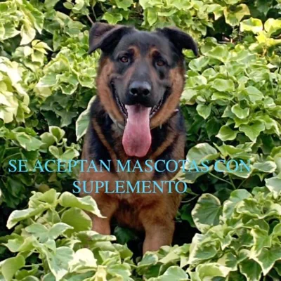 Cau d'Amor — foto 5