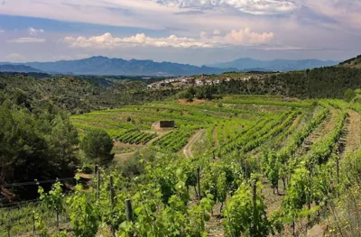 Clos Figueras — photo 6