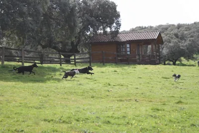 Complejo Rural Los Jarales — foto 11