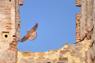 Convento Tarifa — 写真 12