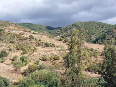 El bufon de la corte — photo 12