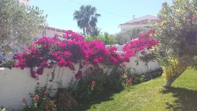El Capistrano Sur — foto 9