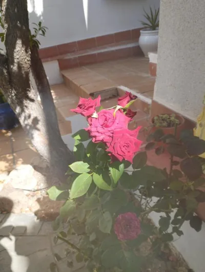 El Madroño de la Encantada — Foto 10