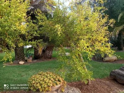 El Olivar de Roche Viejo — foto 7
