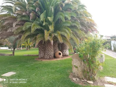 El Olivar de Roche Viejo — foto 8