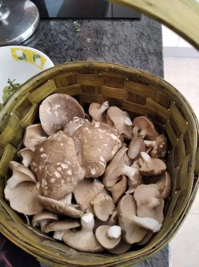 EL PINAR DE BARDENA — foto 10