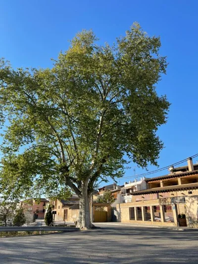 EL RINCON DE TOÑO — foto 11