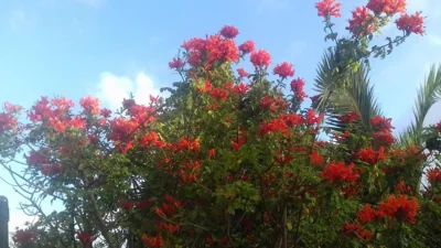 Finca Animas — foto 8