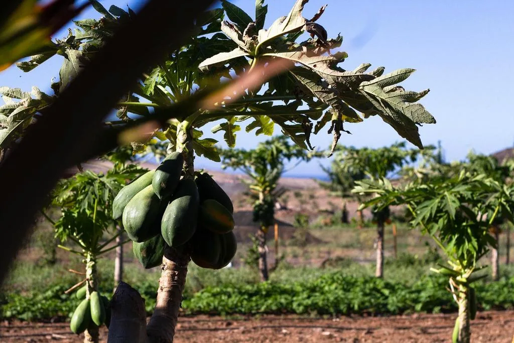 Casa de 2 dormitorios — Finca Arbequina