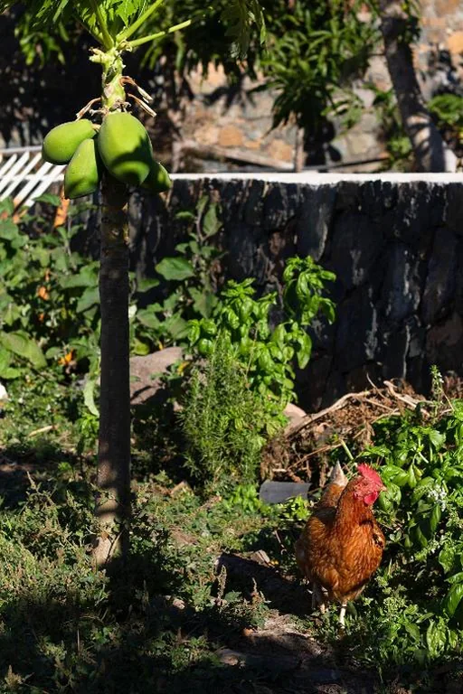 Casa de 3 dormitorios — Finca Arbequina