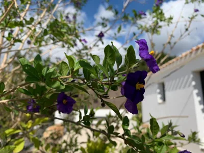 Finca Bona Nit — 照片 9