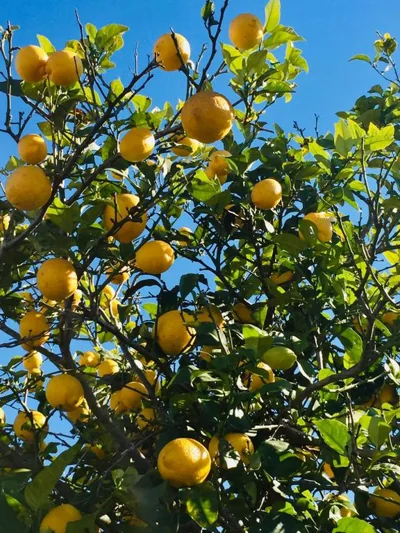 Finca Bona Nit — 照片 10