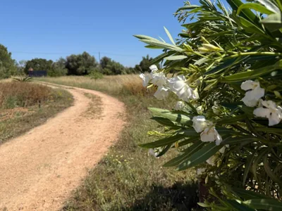 Finca Can Alba — foto 7