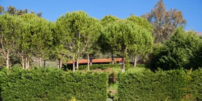 Finca La Sayuela — foto 7