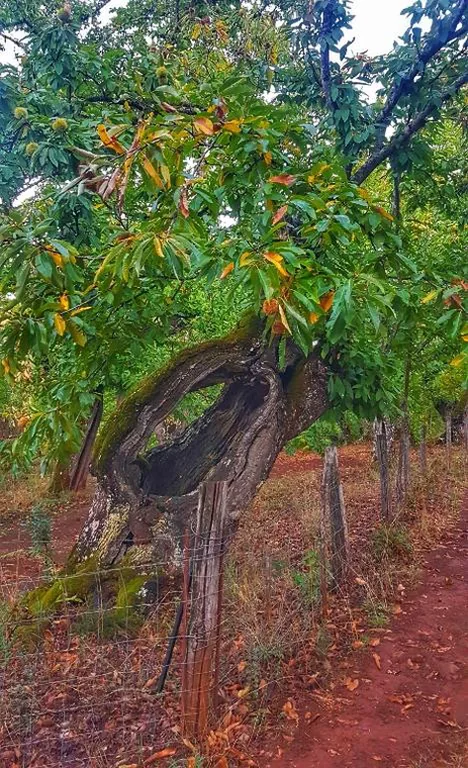 Finca la Viriñuela