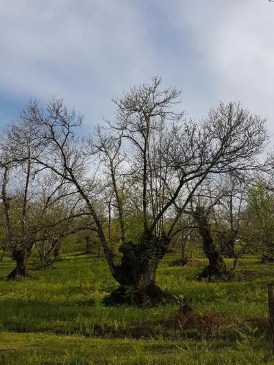 Finca la Viriñuela — foto 3