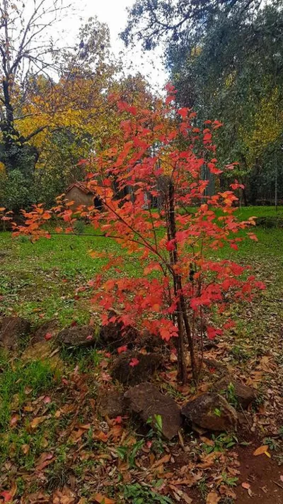 Finca la Viriñuela — foto 4