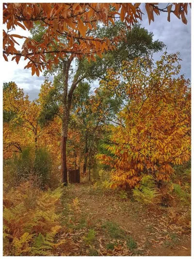 Finca la Viriñuela — foto 6