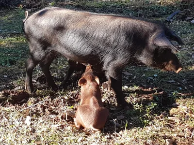 Finca la Viriñuela — foto 8