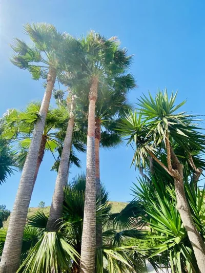 Finca Mil Estrellas — 照片 8