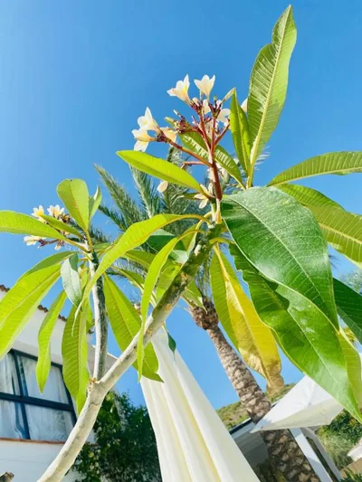 Finca Mil Estrellas — 照片 10